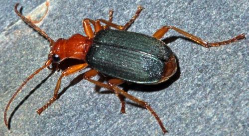 Brachinus crepitans